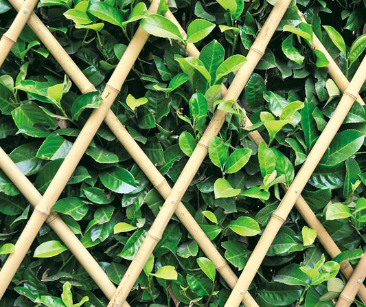 TRALICCIO IN BAMBOO