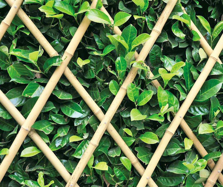 TRALICCIO IN BAMBOO